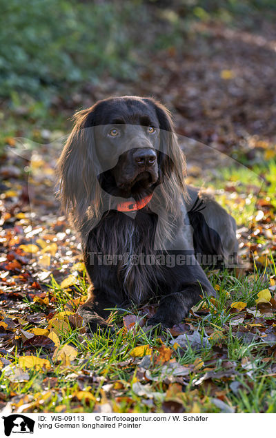 lying German longhaired Pointer / WS-09113