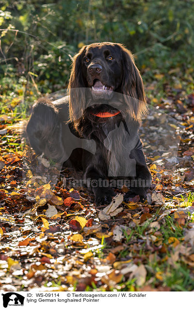 lying German longhaired Pointer / WS-09114