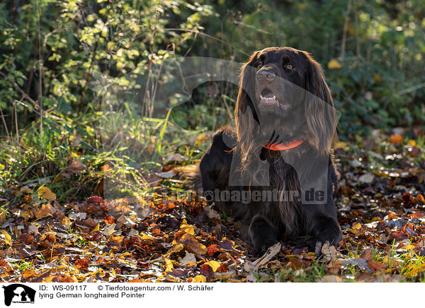 liegender Deutsch Langhaar / lying German longhaired Pointer / WS-09117