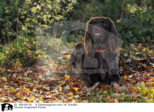 German longhaired Pointer / WS-09118