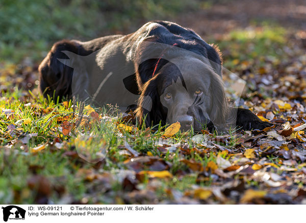 lying German longhaired Pointer / WS-09121