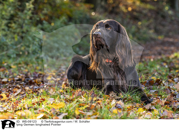 lying German longhaired Pointer / WS-09123