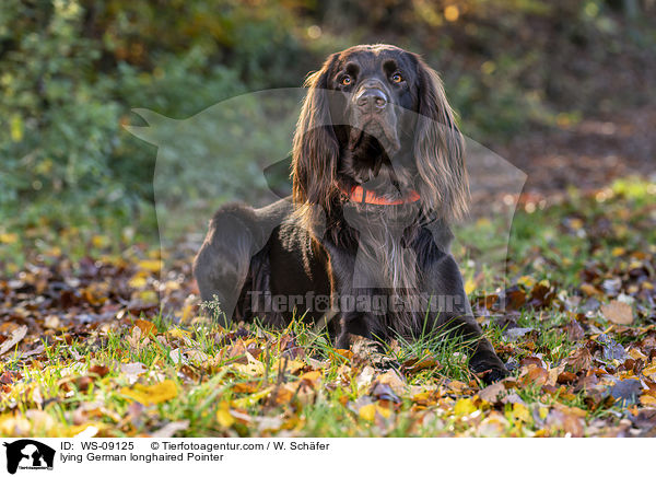 lying German longhaired Pointer / WS-09125