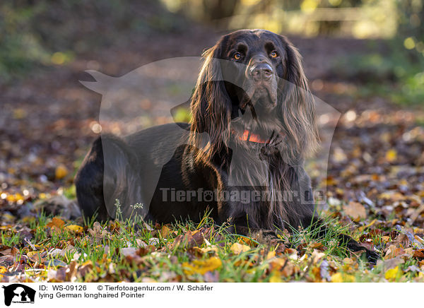 lying German longhaired Pointer / WS-09126