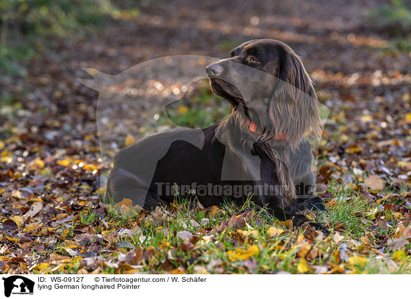 lying German longhaired Pointer / WS-09127
