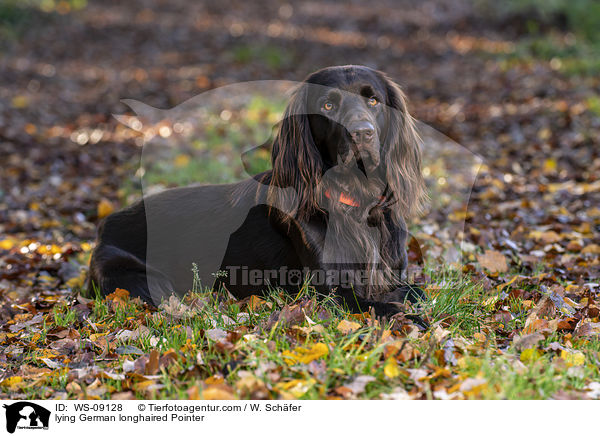 lying German longhaired Pointer / WS-09128