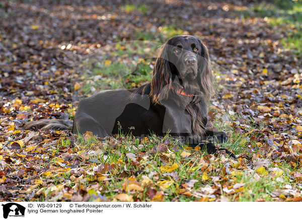 lying German longhaired Pointer / WS-09129