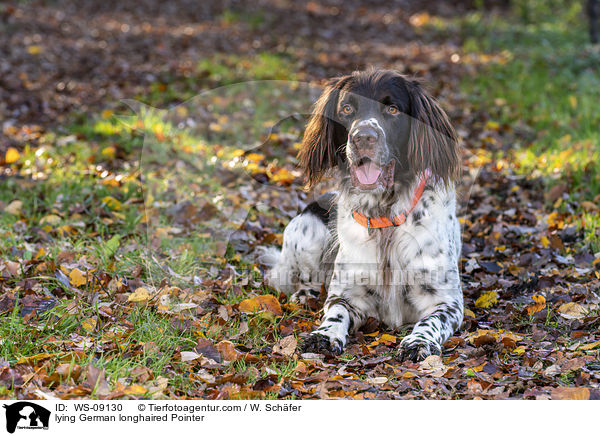lying German longhaired Pointer / WS-09130