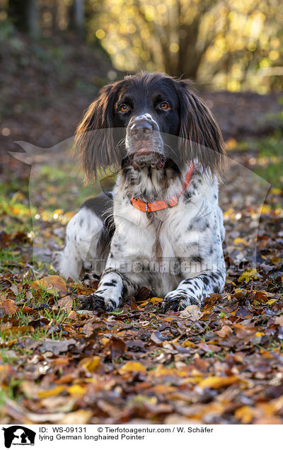 lying German longhaired Pointer / WS-09131