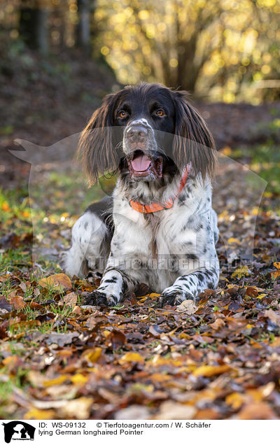 lying German longhaired Pointer / WS-09132