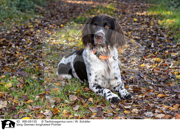 lying German longhaired Pointer / WS-09135