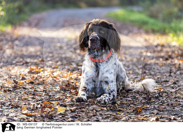 lying German longhaired Pointer / WS-09137