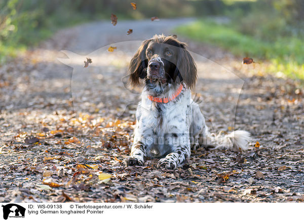 lying German longhaired Pointer / WS-09138
