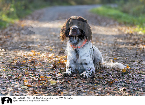 lying German longhaired Pointer / WS-09139