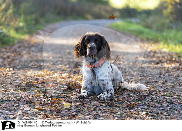 lying German longhaired Pointer / WS-09140