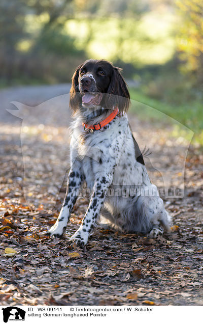 sitting German longhaired Pointer / WS-09141