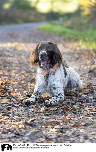 lying German longhaired Pointer / WS-09142