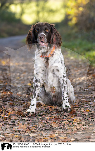 sitting German longhaired Pointer / WS-09143