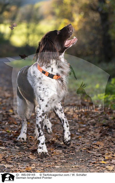 German longhaired Pointer / WS-09145