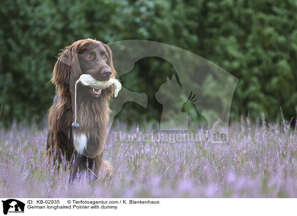 German longhaired Pointer with dummy / KB-02935