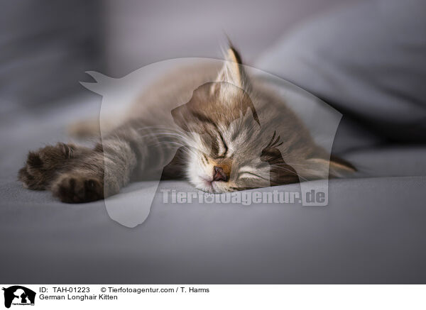 Deutsch Langhaar Ktzchen / German Longhair Kitten / TAH-01223