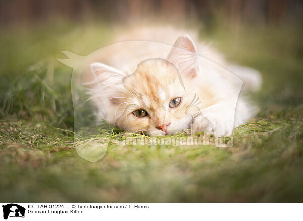 Deutsch Langhaar Ktzchen / German Longhair Kitten / TAH-01224