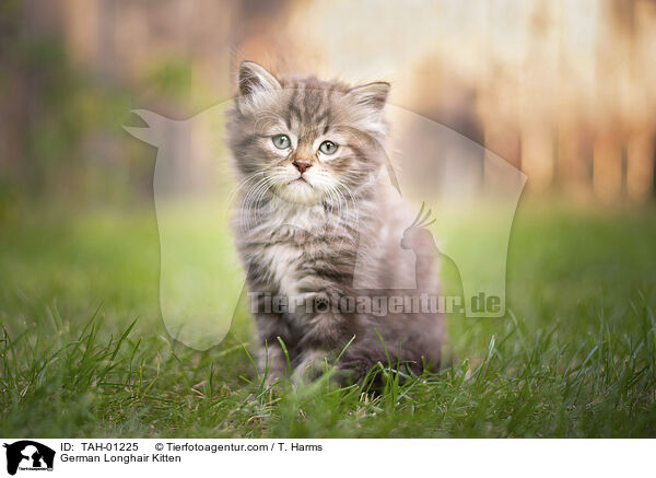 Deutsch Langhaar Ktzchen / German Longhair Kitten / TAH-01225