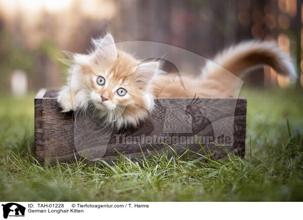 German Longhair Kitten / TAH-01228