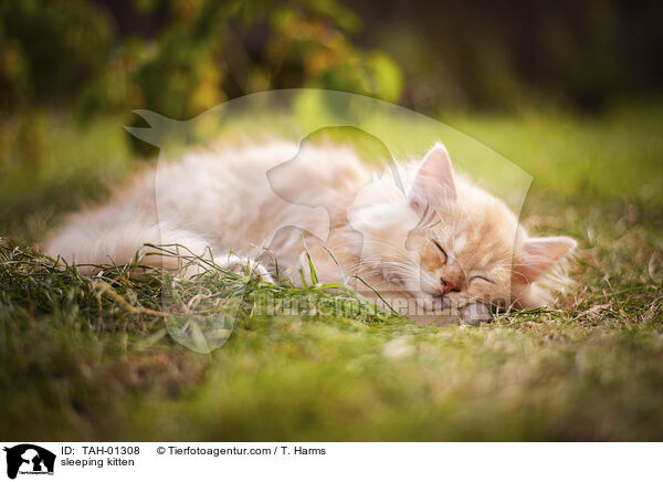 schlafendes Ktzchen / sleeping kitten / TAH-01308