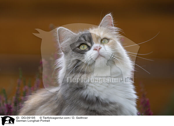 Deutsch Langhaar Portrait / German Longhair Portrait / DG-09195