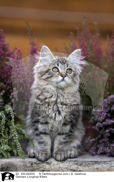 Deutsch Langhaar Ktzchen / German Longhair Kitten / DG-09204