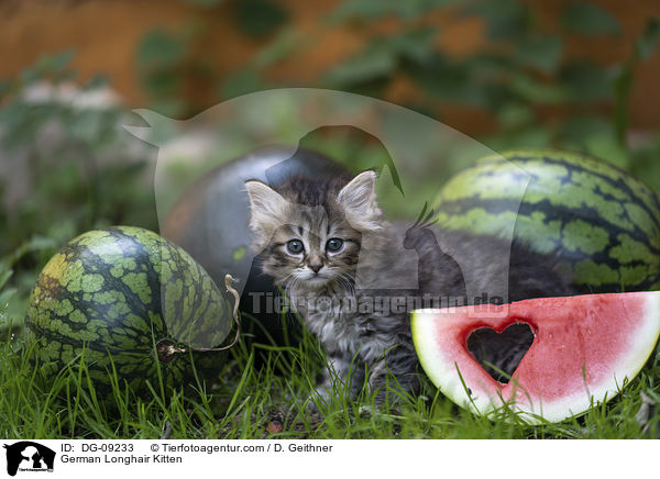 Deutsch Langhaar Ktzchen / German Longhair Kitten / DG-09233