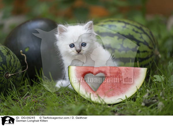 Deutsch Langhaar Ktzchen / German Longhair Kitten / DG-09245