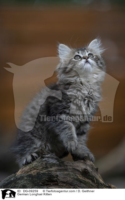 Deutsch Langhaar Ktzchen / German Longhair Kitten / DG-09259
