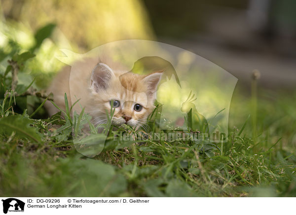 Deutsch Langhaar Ktzchen / German Longhair Kitten / DG-09296