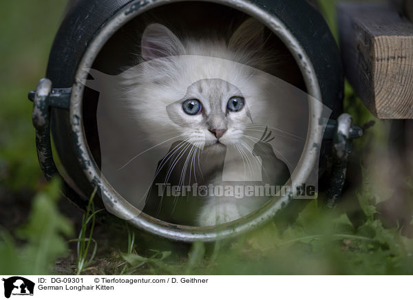 Deutsch Langhaar Ktzchen / German Longhair Kitten / DG-09301