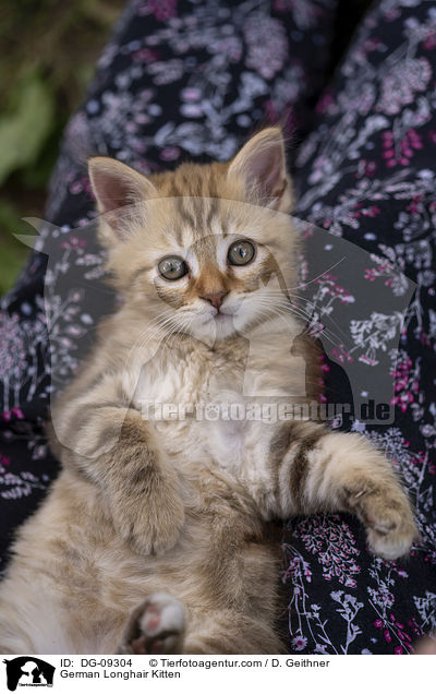 German Longhair Kitten / DG-09304