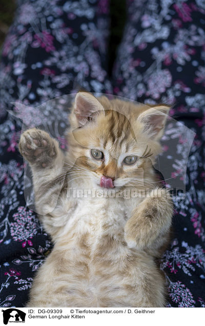 Deutsch Langhaar Ktzchen / German Longhair Kitten / DG-09309