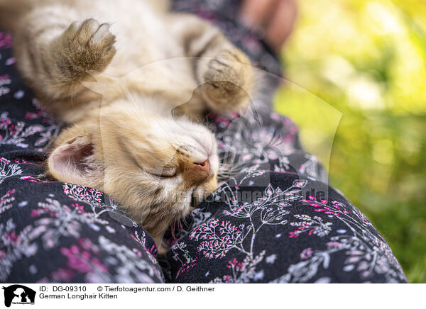 Deutsch Langhaar Ktzchen / German Longhair Kitten / DG-09310