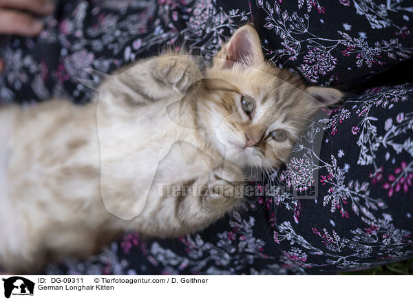 German Longhair Kitten / DG-09311