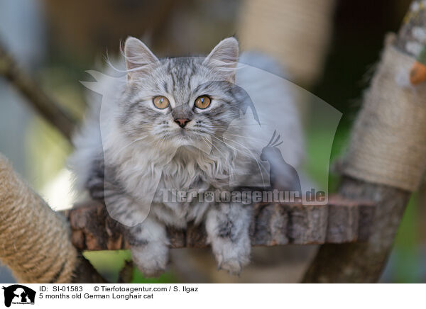 5 Monate alte Deutsch Langhaar Katze / 5 months old German Longhair cat / SI-01583