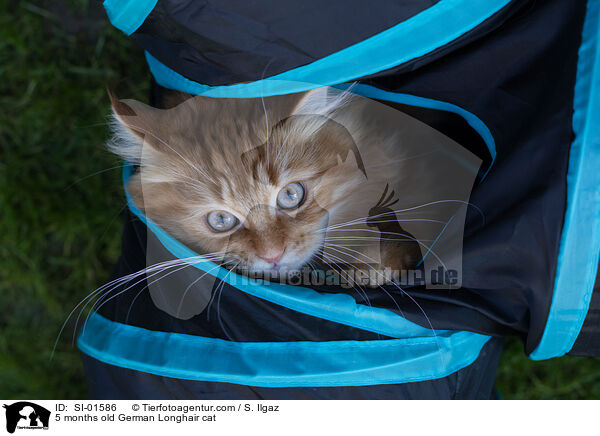 5 Monate alte Deutsch Langhaar Katze / 5 months old German Longhair cat / SI-01586