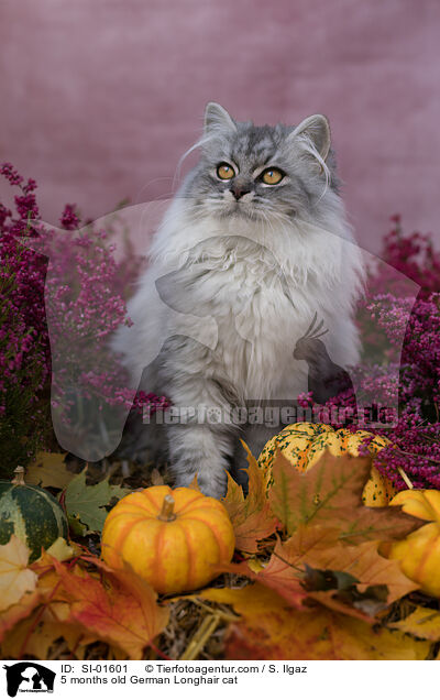 5 Monate alte Deutsch Langhaar Katze / 5 months old German Longhair cat / SI-01601