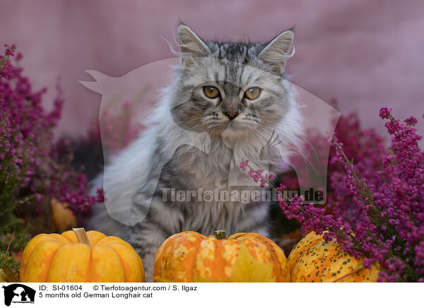 5 Monate alte Deutsch Langhaar Katze / 5 months old German Longhair cat / SI-01604