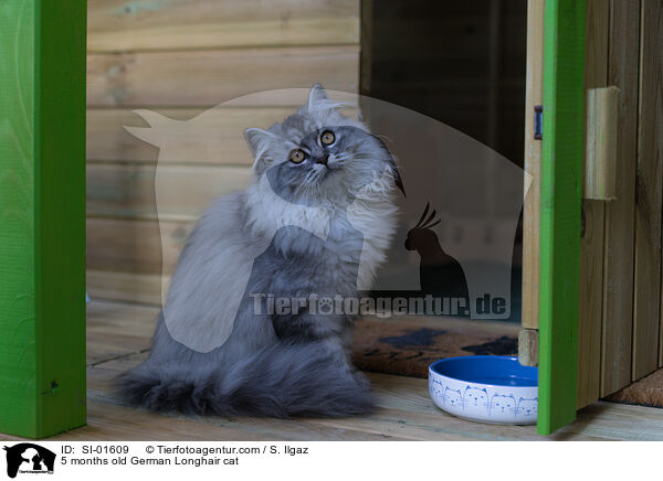 5 Monate alte Deutsch Langhaar Katze / 5 months old German Longhair cat / SI-01609