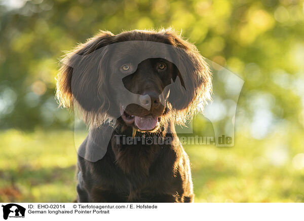 German longhaired Pointer Portrait / EHO-02014