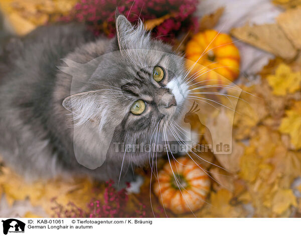 Deutsch Langhaar im Herbst / German Longhair in autumn / KAB-01061