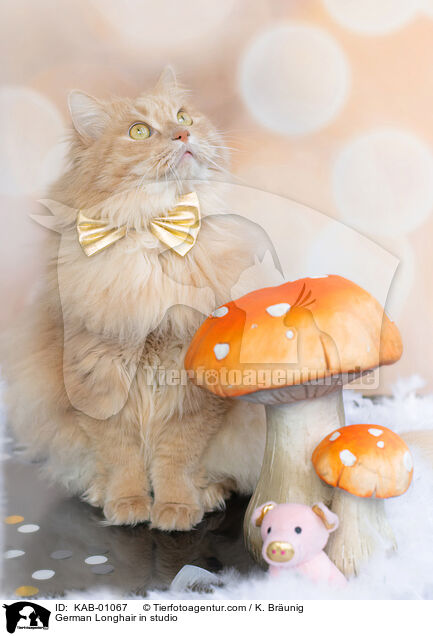 Deutsch Langhaar im Studio / German Longhair in studio / KAB-01067