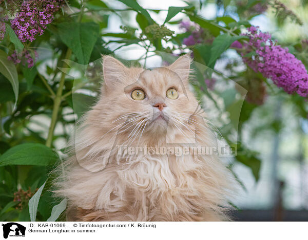 Deutsch Langhaar im Sommer / German Longhair in summer / KAB-01069