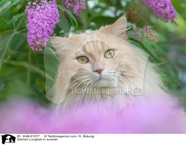 Deutsch Langhaar im Sommer / German Longhair in summer / KAB-01077